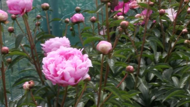 Livingstone | R2 Flowers BV | Peonies смотреть онлайн