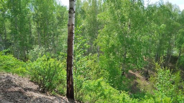Свежая зелень и звуки природы. Кемеровская область, июнь 2023.