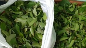 ФЕРМЕНТИРОВАННЫЙ ЧАЙ из листьев ВИШНИ и ГРУШИ простой рецепт в домашних условиях.