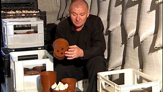 Выгонка тюльпанов. смотреть онлайн