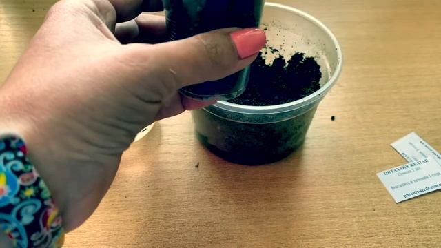 Питахайя. Проращивание семян дома! смотреть онлайн