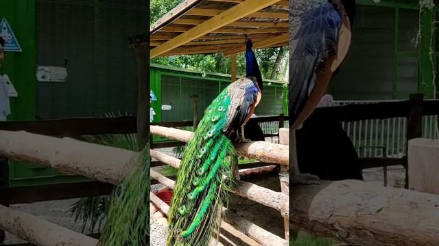 Зоопарк | Ош | Кыргызстан смотреть онлайн