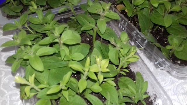 ЧЕРЕНКИ ПЕТУНИИ УКОРЕНИЛИСЬ.ЧТО ДАЛЬШЕ. смотреть онлайн