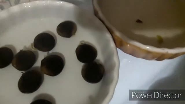 МЫЛО на посадку. Мыльное дерево БУНДУК. смотреть онлайн