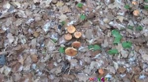 Поздняя осень в лесу. Грибы опята кирпично-красные.