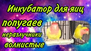 Разведение попугаев, неразлучники, волнистые попугаи. Инкубатор для попугаев. Следим за развитием.