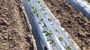 Сажаем Клубнику Мальвину Копанку