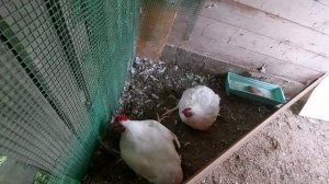‼️Отличный вес бройлеров в три месяца. ?У нас вынужденный забой.‼️