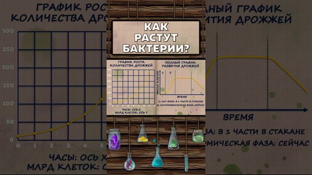 Закон роста бактерий