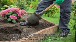 Рекомендации огородников со стажем: можно ли сеять лук чернушку под зиму и когда это делать