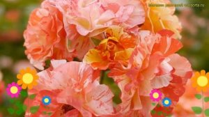 Роза кустовая. Краткий обзор, описание характеристик, где купить саженцы Alfred Sisley