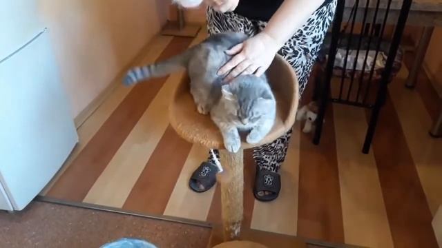 Чем вычесать шерсть у кошки / ЛИНЬКА у кота / ВИСЛОУХАЯ ШОТЛАНДСКАЯ КОШКА /КОШКИН ДОМ #catcare смотреть онлайн