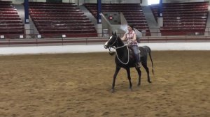 изящные арабские скакуны\graceful Arabian horses