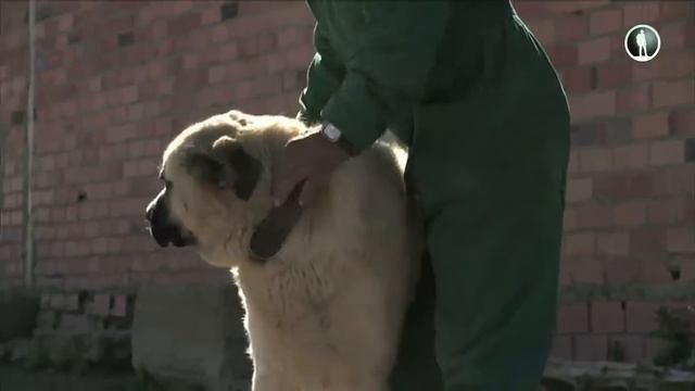 Планета собак. Испанский мастиф смотреть онлайн