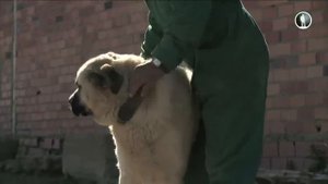 Планета собак. Испанский мастиф