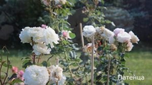 Краткий обзор розы  Патенца - Patience.(Austin Великобритания, 2012)