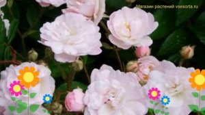 Роза плетистая гирлянд розе. Краткий обзор, описание характеристик Guirlande Rose