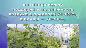 Что любят и не любят огурцы?