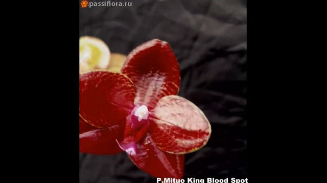 Phal. Mituo King Blood Spot смотреть онлайн