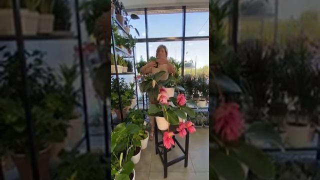 Тропическая красавица мединилла. смотреть онлайн