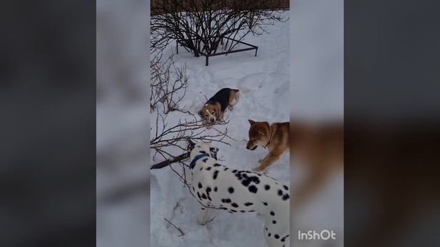 Весенняя обрезка ?