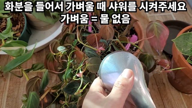 식물 물주는 방법