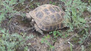 Грибы и квадроциклы, Весенние степи Казахстана