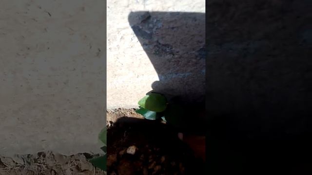 I V bail say Dewar khob sorut kurna смотреть онлайн