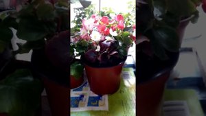 Бегония вечноцветущая!Три вида бегонии в одной композиции. Всмотритесь в эти шикарные цветы!