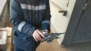 Кировоградские голуби - достояние Казахстана.