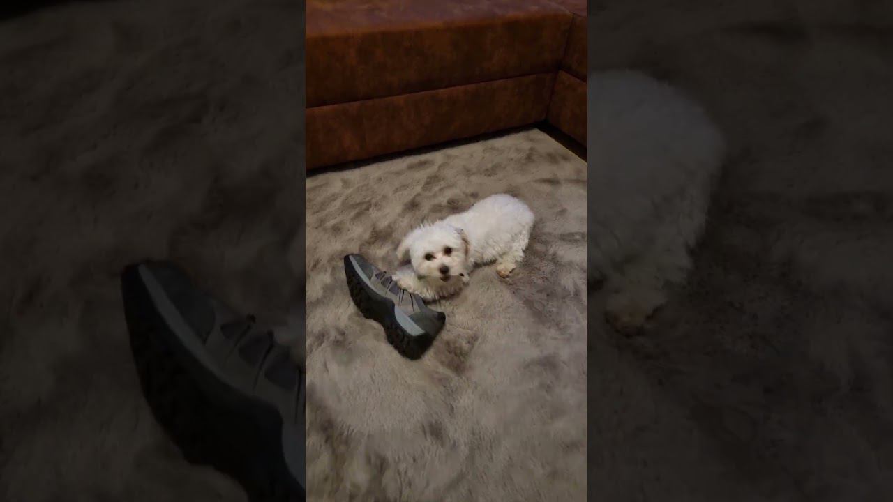 #мальтипу #щенок #собака #моясобака #dog #maltipoo