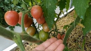 обзор ,помидорчики в теплице, Моне, сибирский и французский гроздевой прекрасно завязали  .