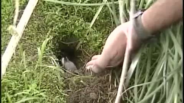 Маленькие крольчата