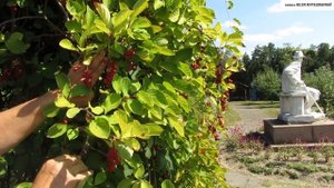 "ЭНЕРГЕТИК" в вашем саду - ЛИМОННИК  КИТАЙСКИЙ.