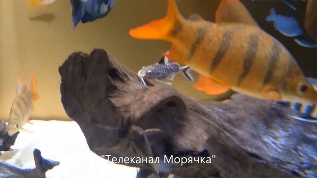 Москва. Достопримечательности Москвы. Экскурсия по Москве. Москва видео. Москва с высоты. Москва 4К