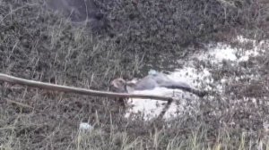 Коварная трясина