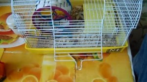 УХОД ЗА ДЖУНГАРСКИМИ ХОМЯКАМИ