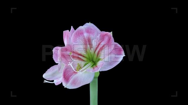 Candy Floss Amaryllis Flower Opening Stock Video смотреть онлайн