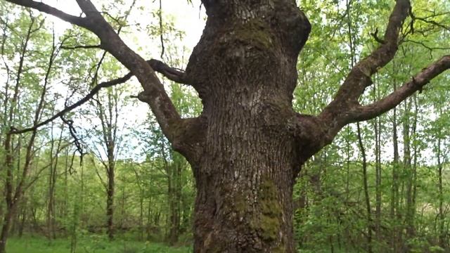 Дуб в лесу.... смотреть онлайн