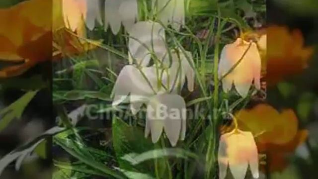 Цветы из красной книги смотреть онлайн