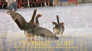 г. Суздаль: Гусиные бои-масленичные потехи. Фотоочерк Михаила Акимова