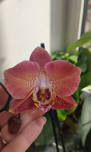 Посадка фаленопсиса Леко фантастик😊