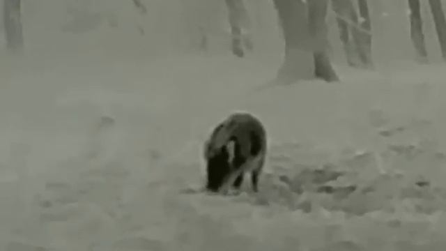 Termowizor InfiRey Xeye e3max V2.0 #thermalhunting #polowanie #dzik смотреть онлайн