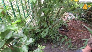 ЦВЕТЫ для вашего сада - КЕРРИЯ.