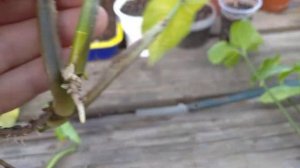 спонтанная пересадка сингониума #сингониум #личуза #пересадкацветов