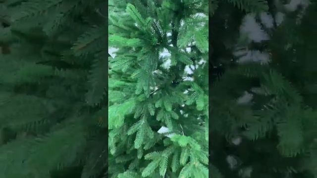 Ель Царская премиум зонтик