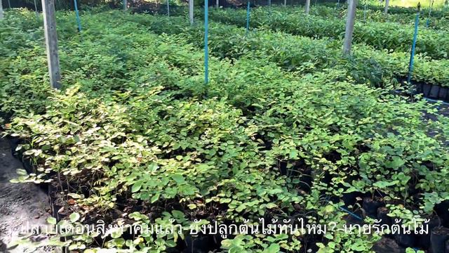 ปลายเดอนสงหาคมแลว-ยงปลกตนไมทนไหม?