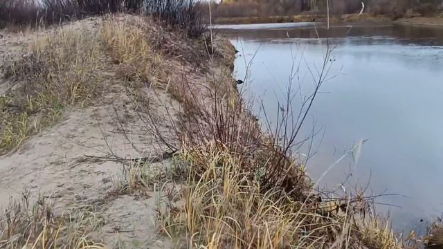 Будни Олега. Я её ругаю, а она идёт за мной! Новости с реки.