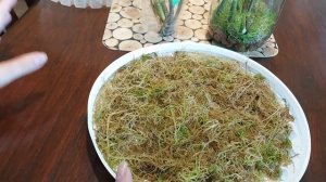 Как вырастить детку на цветоносе орхидеи фаленопсис