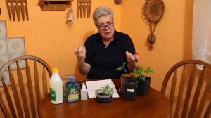 86 Зачем обрезать семядоли у томатов